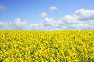 Biocarburants : le colza peut servir à faire du biodiesel
