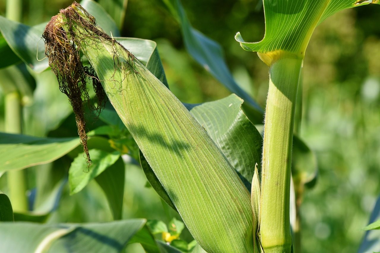 Maïs : pour la fabrication du bioéthanol