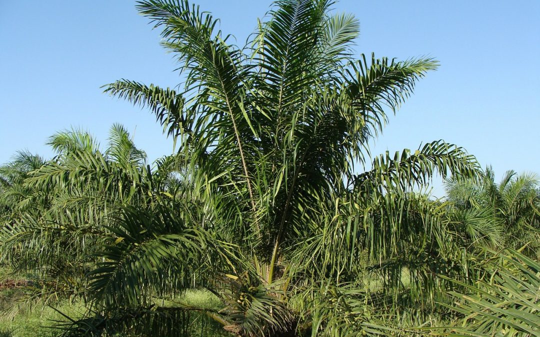 TotalEnergie : l’huile usagée remplacera bientôt l’huile de palme